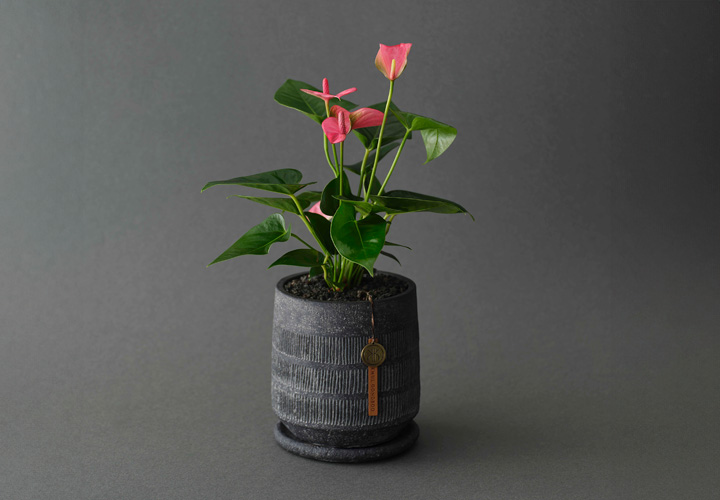 의미 있는 선물의 식물